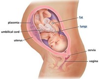 full term pregnancy