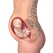 second trimester pregnancy