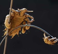 pubic louse