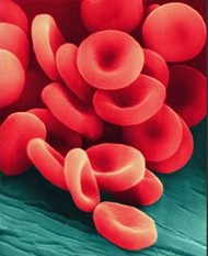 red blood cells picture