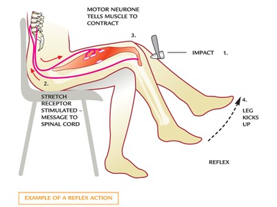 how reflexes work