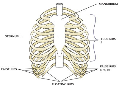 Rib cage bones