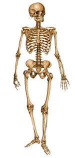 female skeleton