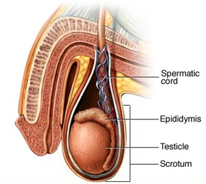 MESA sperm aspiration