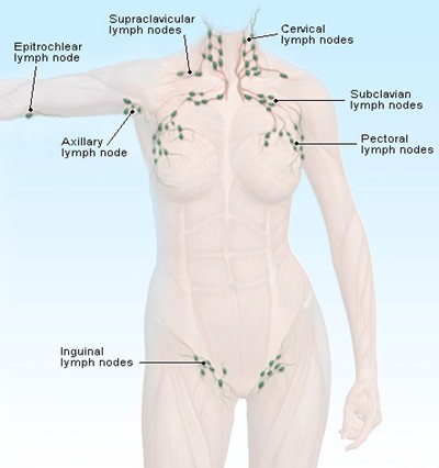lymph glands