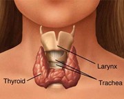 Location of the thyroid gland