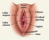 perineum region