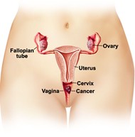 Picture Of Vaginal Area