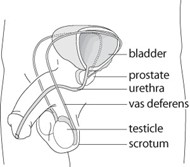 vasectomy diagram