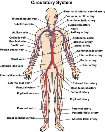 Veins in the body