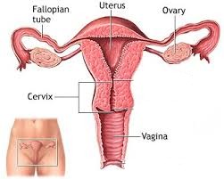 womb picture