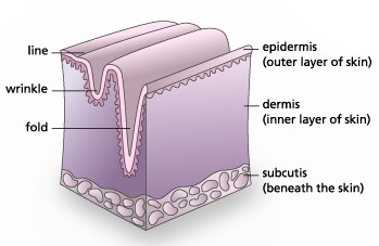 diagram of a wrinkle and fine line